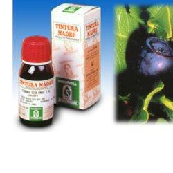 MIRTILLO 31 50ML TM - Pharmaleader