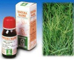 GRAMIGNA 37 50ML TM - Pharmaleader
