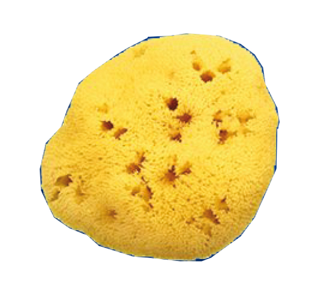SPUGNA NAT FORI L 10/11 CM 7 - Pharmaleader