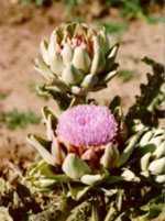 TSA CYNARA SCOLYMUS 50 ML - Pharmaleader