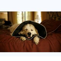 COMFY CONE COLLARE ELISABETTIANO INNOVATIVO S DIAMETRO 12,5 CM - Pharmaleader