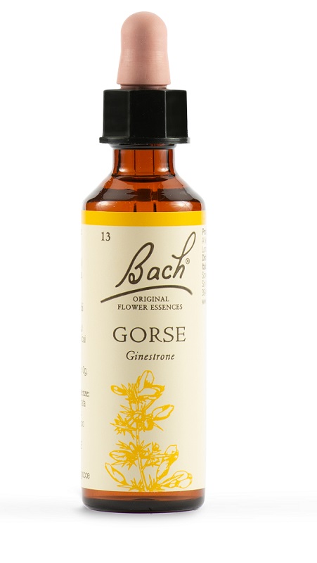 GORSE BACH ORIG 20 ML - Pharmaleader